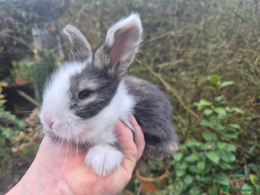 Angora rabbits for sale: ADORABLE ANGORA BABIES-PARENTS IMPORTED 🇫🇷  - Advert 1