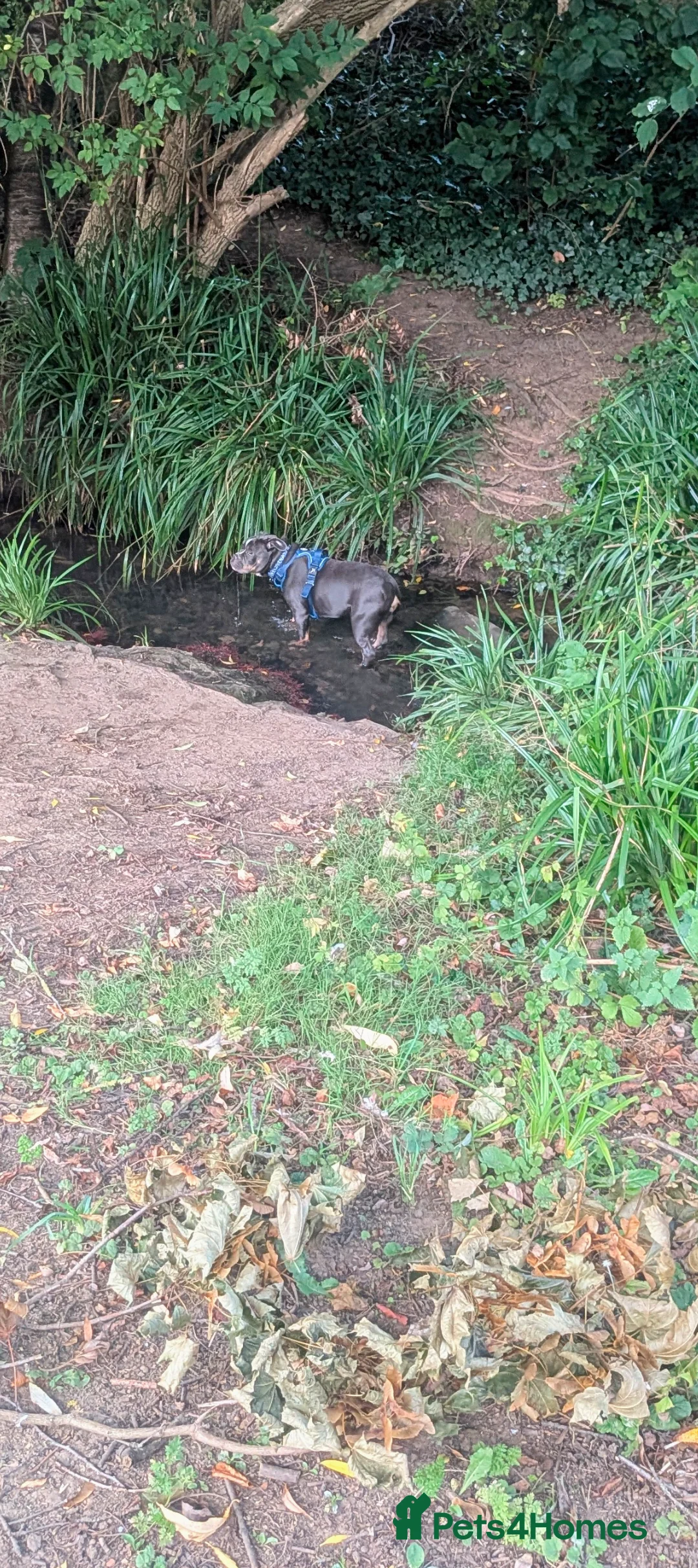 Mixed Breed dogs for sale: **10 months old bulldog cross** - Advert 11