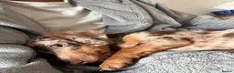 Miniature Dachshund dogs for sale: Meet Rolo, sweet little 6 month-old Dachshund - Advert 6