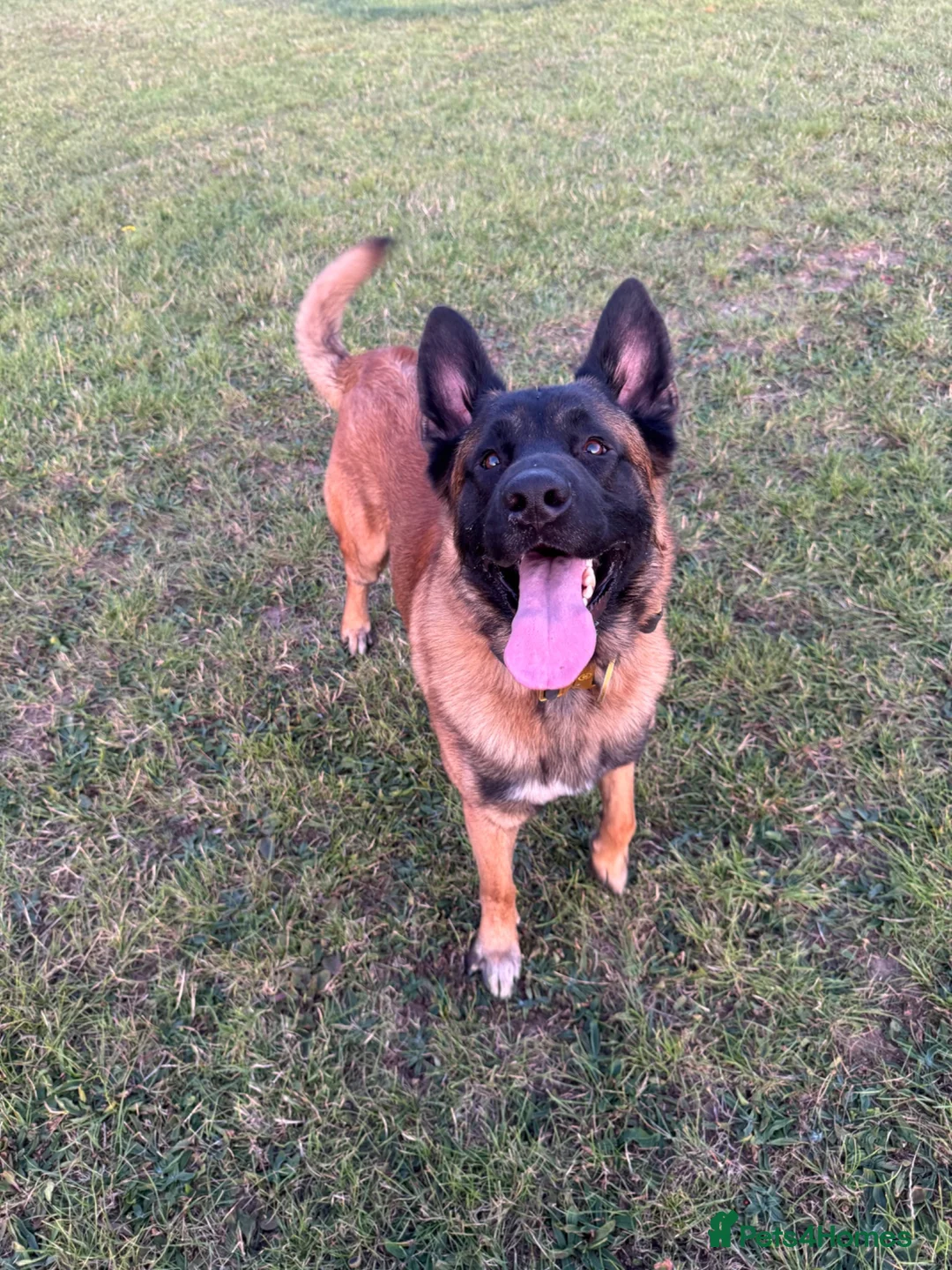 Belgian Shepherd Dog dogs for sale: Belgium Mali  - Advert 1