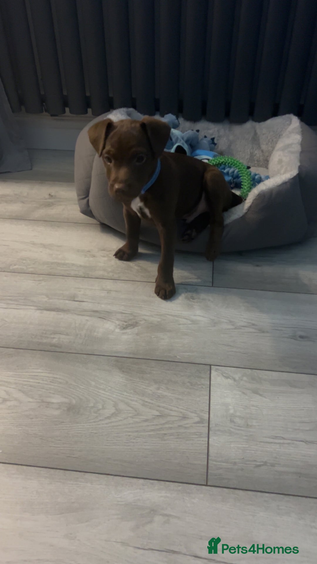 Patterdale Terrier dogs for sale: Patterdale terrier - Advert 2
