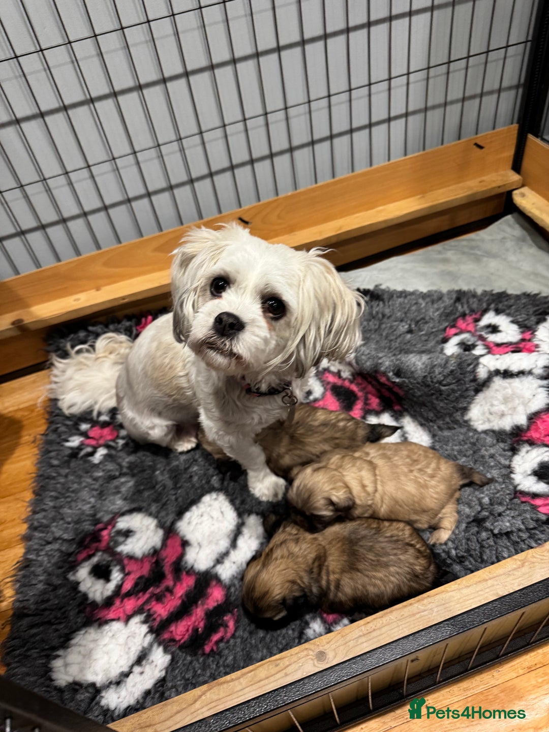 Shih Tzu dogs for sale: shih tzu F1 puppies  - Advert 1