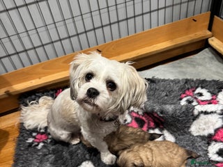 Shih Tzu dogs shih tzu F1 puppies - Advert 6