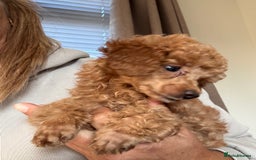 Toy Poodle dogs for sale: Last Toy Poodle girl 🐩 - Image 4