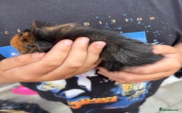 Guinea Pig rodents for sale: Guinea pigs for sale - Image 9