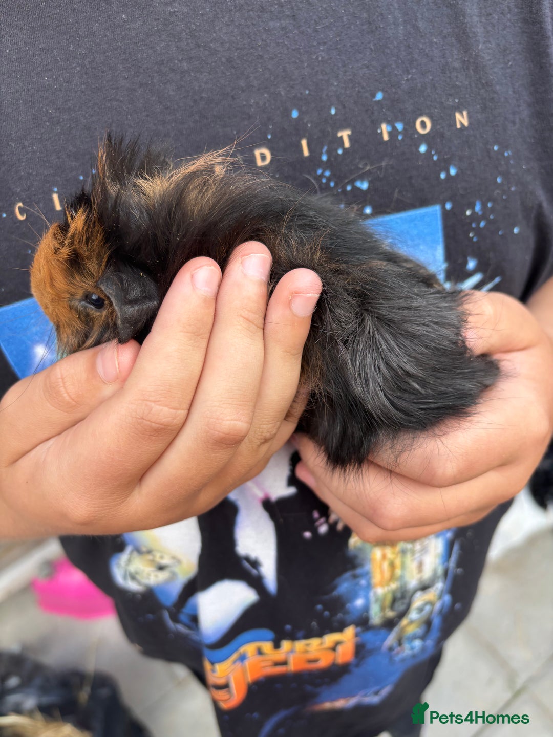 Guinea Pig rodents for sale: Guinea pigs for sale - Image 9