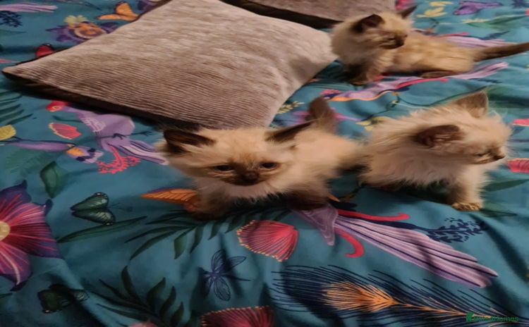 Ragdoll cats - Advert 6