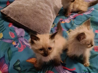 Ragdoll cats - Advert 12