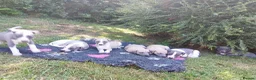 Whippet dogs for sale: Stunning coloured whippet puppies  - Advert 16