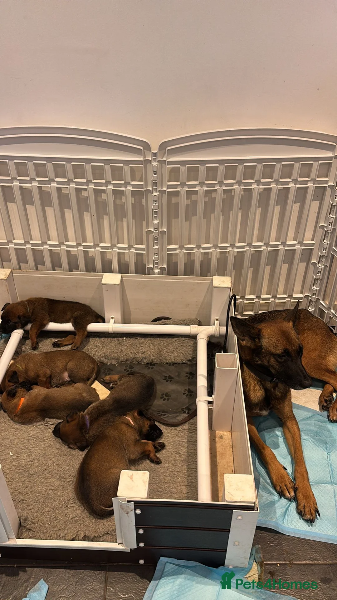 Belgian Shepherd Dog dogs for sale: *****Professionally Trained Boy & Girl Pups***** in Sutton Coldfield - Advert 1