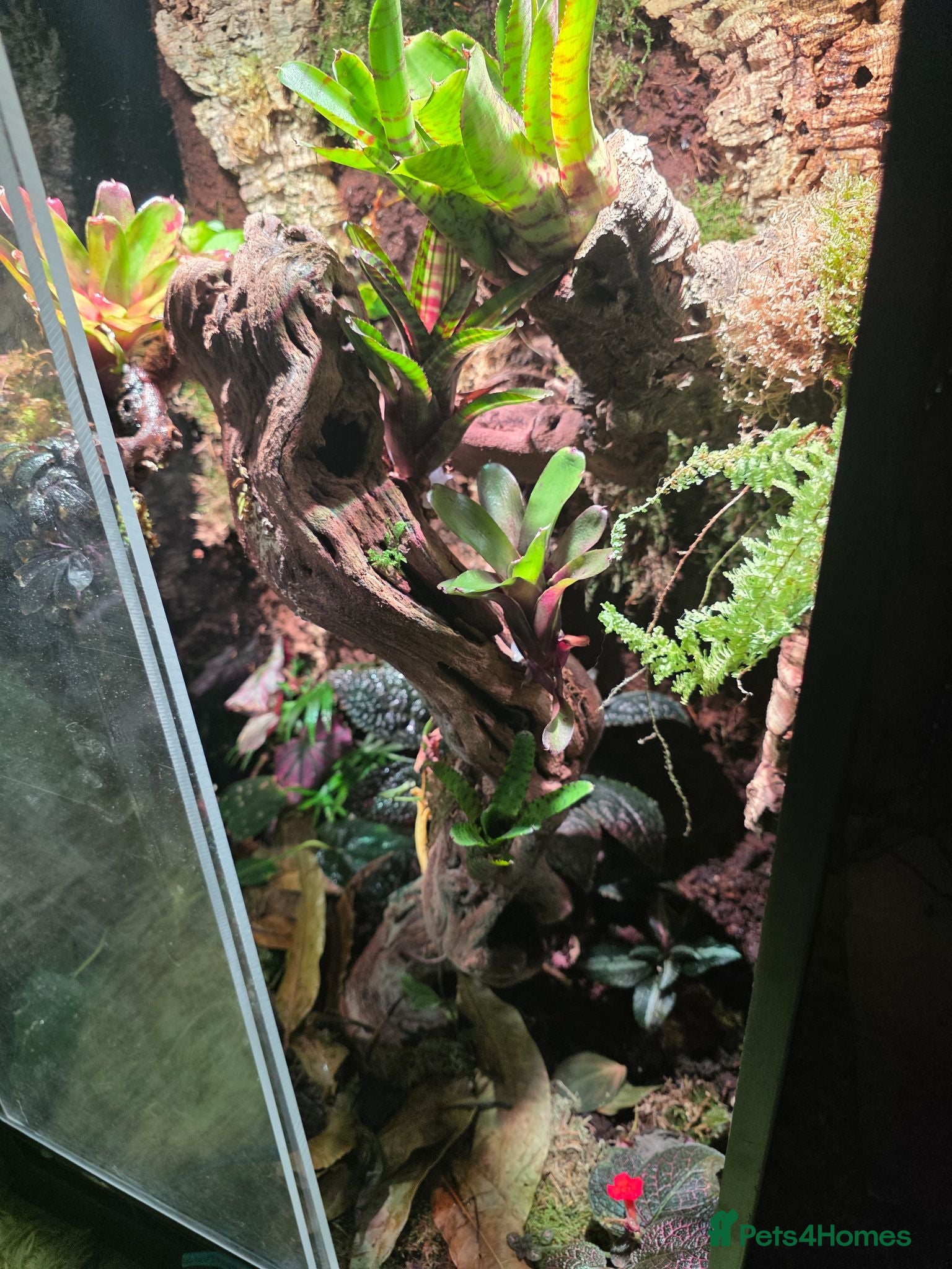 Mixed Breed reptiles established bioactive vivarium for sale. - Advert 1