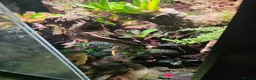 Mixed Breed reptiles for sale: established bioactive vivarium for sale. - Advert 1