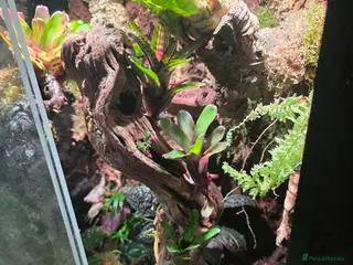 Mixed Breed reptiles established bioactive vivarium for sale. - Advert 1