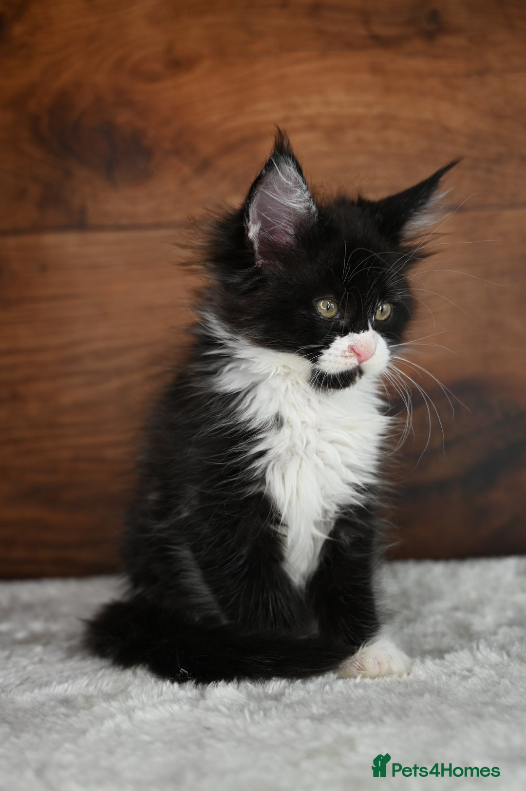 Maine Coon cats for sale: ✨Meet Cherry & Plum✨- TICA Reg - High Smoke-white - Image 12