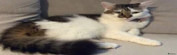 Mixed Breed cats for sale: Beautiful Kittens for sale in Reading - Advert 15