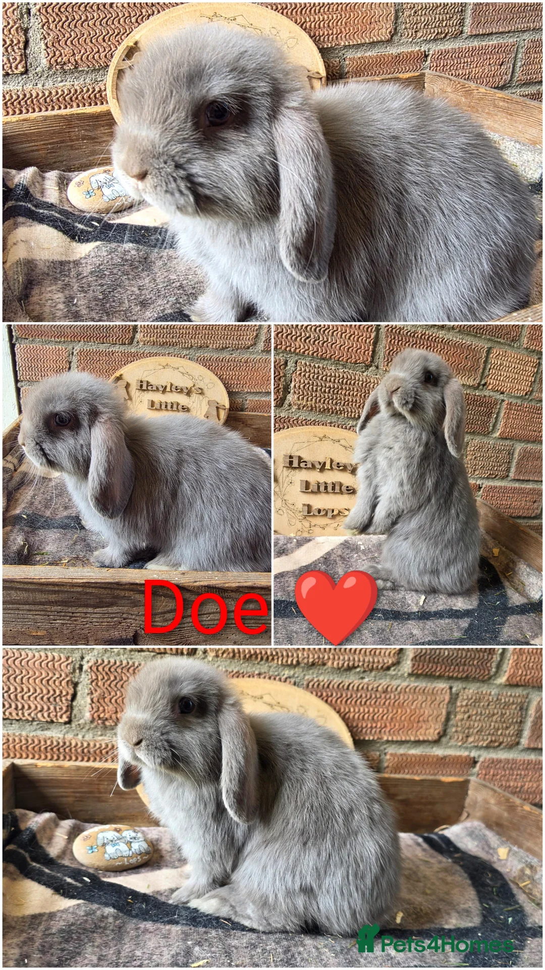 Mini Lop rabbits for sale: READY NOW Gorgeous Pure Breed Mini Lops  - Advert 1