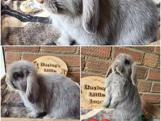 Mini Lop rabbits for sale: READY NOW Gorgeous Pure Breed Mini Lops - Advert 3