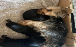 Yorkshire Terrier dogs for sale: Mini Yorkshire Terrier, blue skin tan - Image 19