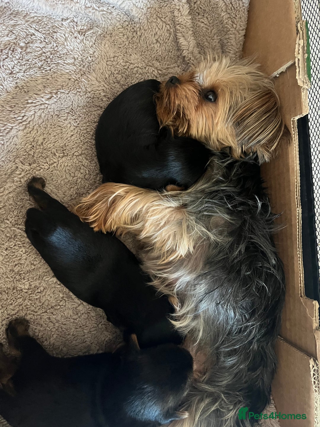 Yorkshire Terrier dogs for sale: Mini Yorkshire Terrier, blue skin tan - Image 19