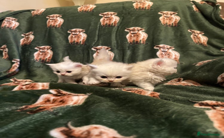 Persian cats - Advert 5