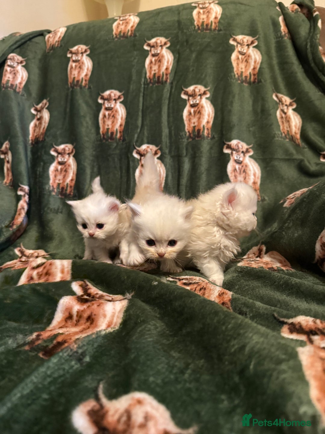 Persian cats for sale: 🌟 Trio of Precious, Purebred Persian Kittens 🌟 - Image 1