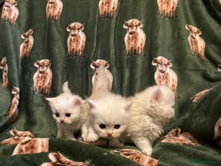 Persian cats - Advert 34
