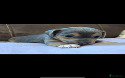 Jack Russell dogs for sale: Miniature Jack Russell Puppies - Image 3