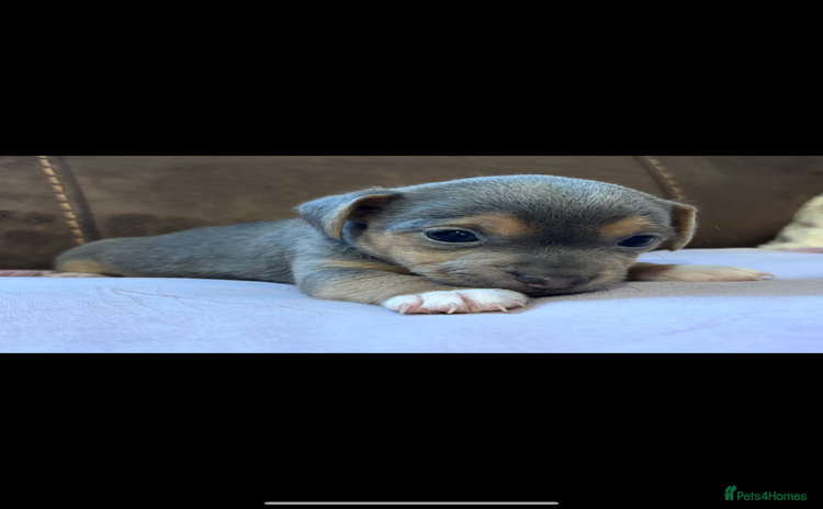 Jack Russell dogs - Advert 6