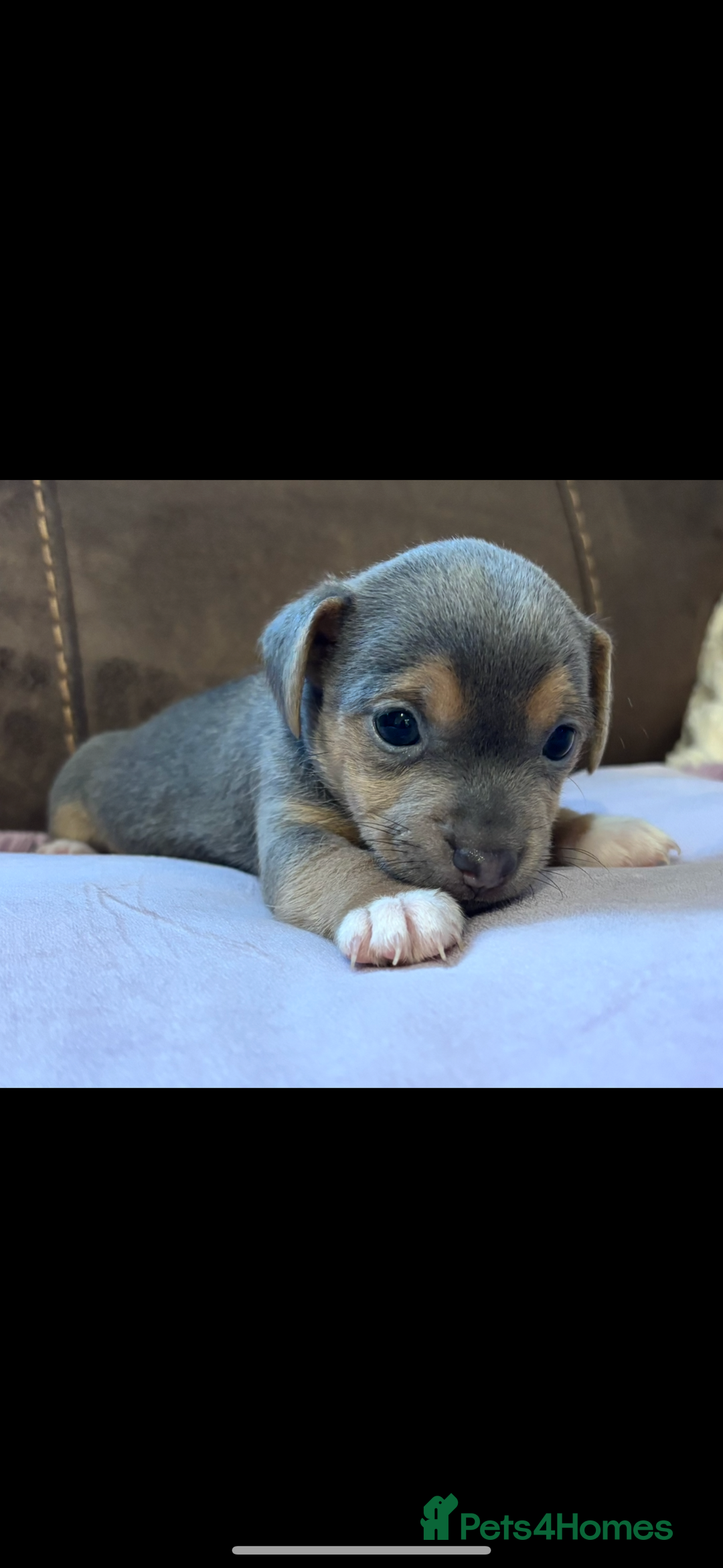 Jack Russell dogs for sale: Miniature Jack Russell Puppies - Image 3