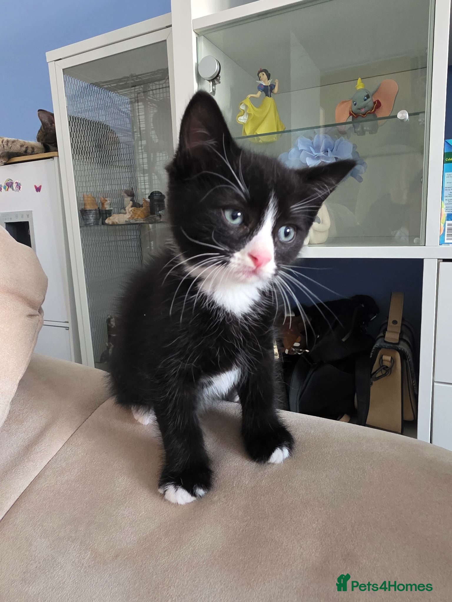 Mixed Breed cats Kittens NOT MICROCHIP  - Advert 17