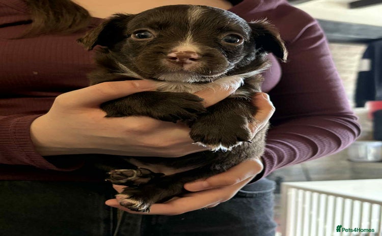 Mixed Breed dogs - Advert 4
