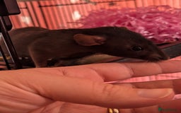 Rat rodents for sale: 2 beautiful well handled female dumbo rats - Image 6