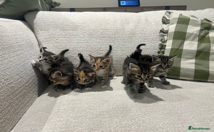 Mixed Breed cats - Advert 16