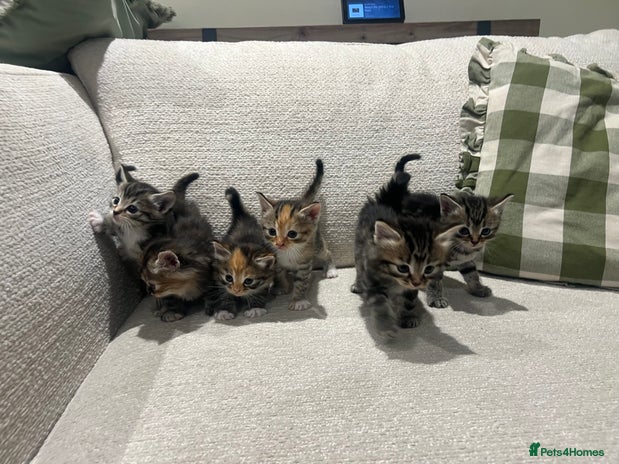 Mixed Breed cats - Advert 7