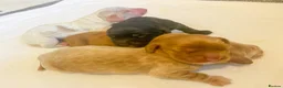 Cocker Spaniel dogs for sale: Show Type Cocker Spaniels HEALTH TESTED Parents - Advert 5