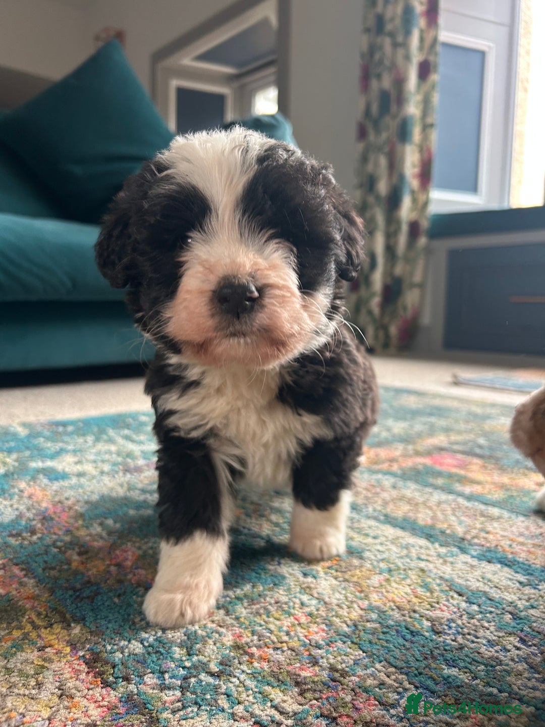 Bernedoodle dogs for sale: Gorgeous Bernedoodle puppies  - Image 14