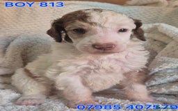 Standard Poodle dogs for sale: KC reg Brown Parti & phantom Standard Poodle pups - Image 29
