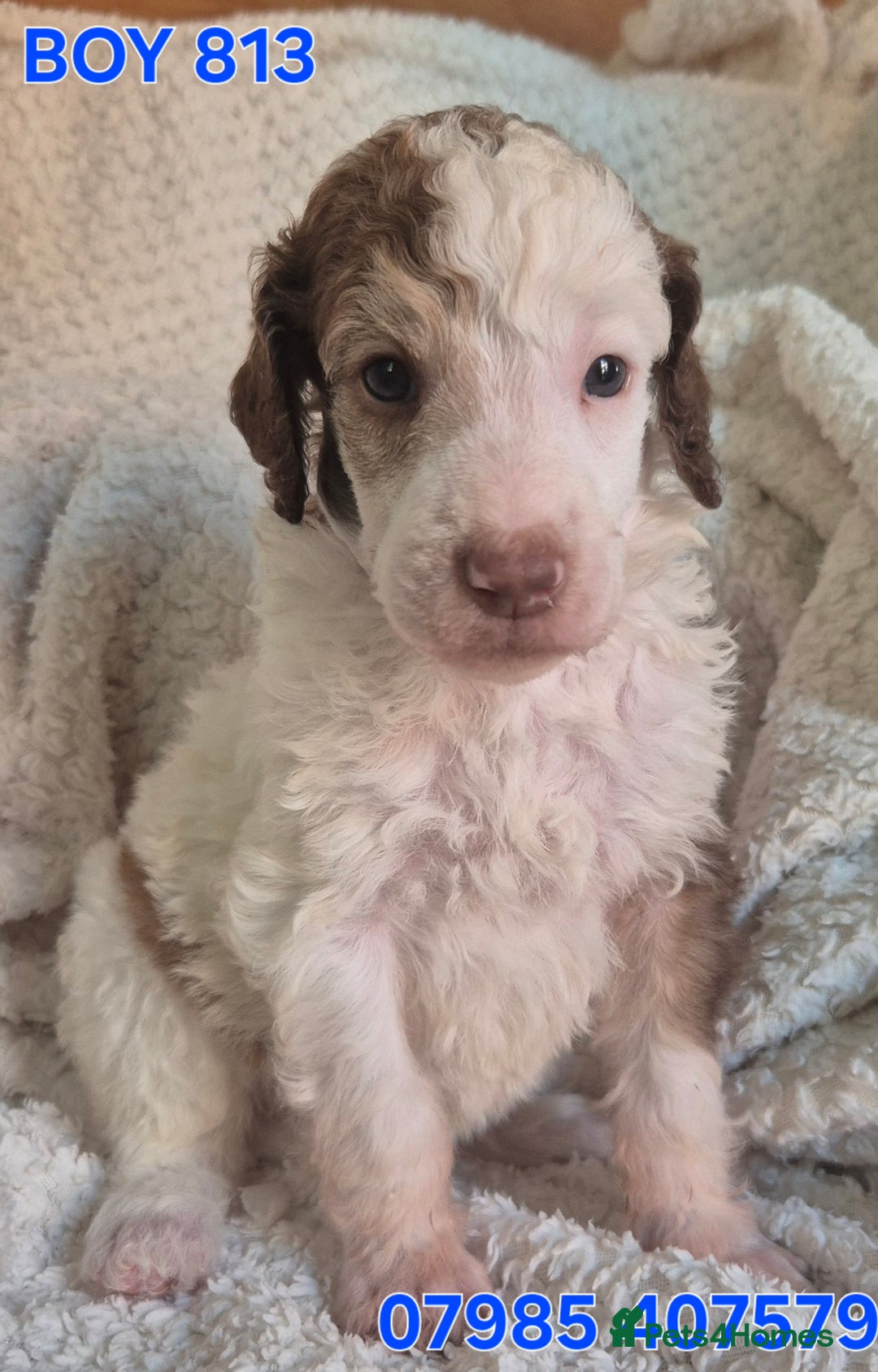 Standard Poodle dogs for sale: KC reg Brown Parti & phantom Standard Poodle pups - Image 29