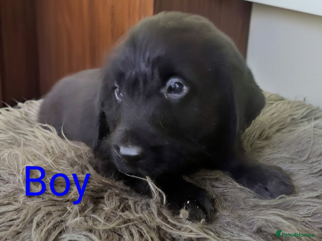 Labradoodle dogs for sale: Miniature F1 Labradoodle Puppies - Advert 8