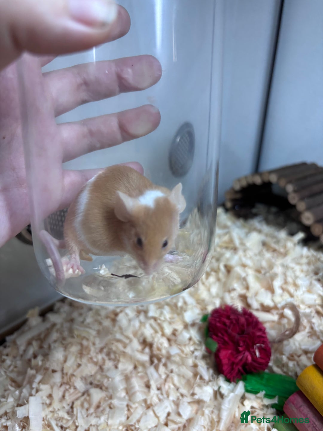 Mouse rodents for sale: Pet fancy mice waiting list 2 litters due  - Image 5