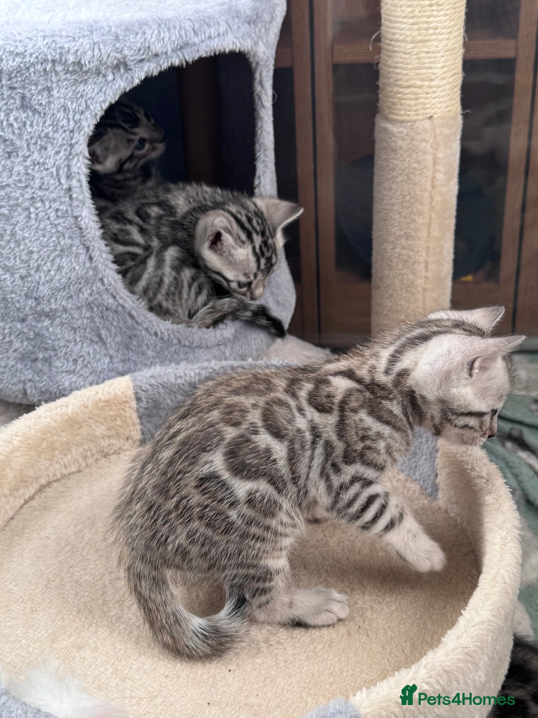 Bengal cats for sale: Ready mid March. Stunning TICA-registered Bengals  - Advert 26