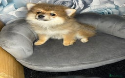 Pomeranian dogs for sale: Pomeranian puppies in Erith - Image 11