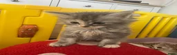 Persian cats for sale: Doll face Persian x Mainecoon gorgeous kittens  - Advert 10