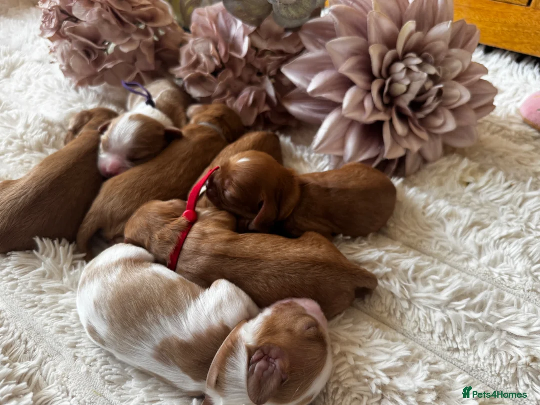 Cavalier King Charles Spaniel dogs for sale: 6 cavalier King Charles spaniel girls available  - Advert 2