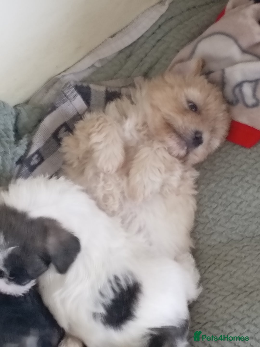 Mixed Breed dogs for sale: 2nd generation Yorkichons - Image 10