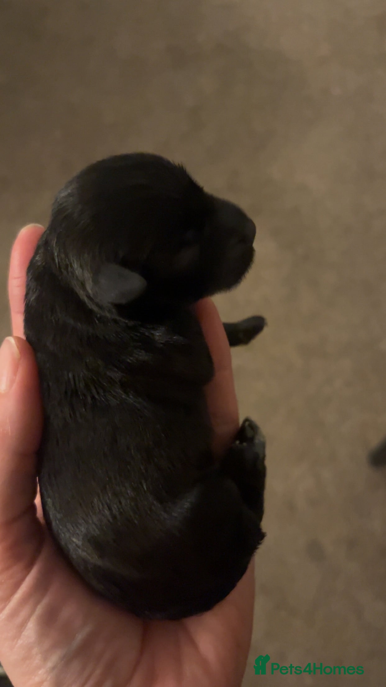 Miniature Schnauzer dogs 🖤 Stunning black boy schnauzer 🖤 - Advert 1