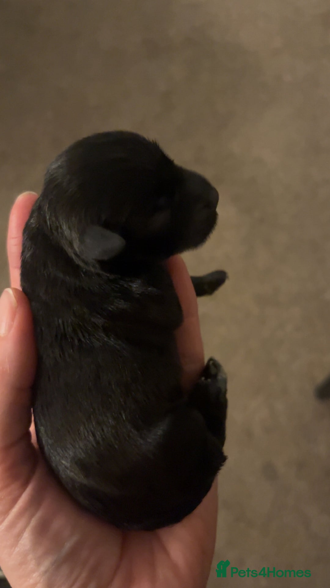 Miniature Schnauzer dogs for sale: 🖤 Stunning black boy schnauzer 🖤 - Advert 1