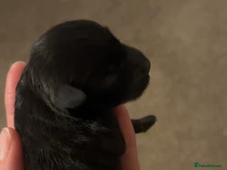 Miniature Schnauzer dogs 🖤 Stunning black boy schnauzer 🖤 - Advert 2