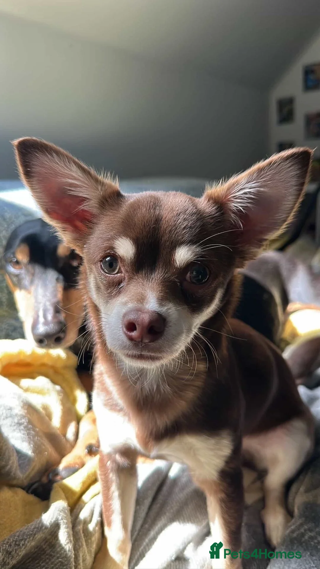 Chihuahua dogs for stud: Chief, for stud  - Advert 5