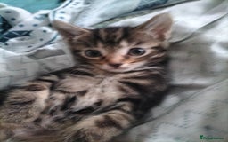Mixed Breed cats for sale: 3 Beautiful Tabby fluffy Kittens - Image 17